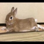 Cute and crazy rabbits|most funniest rabbits