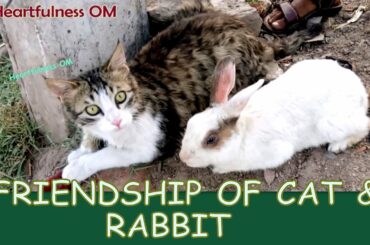 Cutest video on YT.. Cat and Rabbit Love , Playing together.. Friendship..  Heartfulness OM