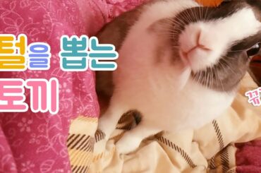 🐰털을 뽑는 토끼 코난💥Pull out Rabbit Conan's Hair😱