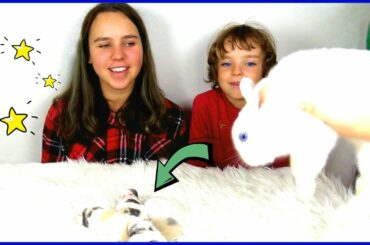 Макар и домашний питомец кролик