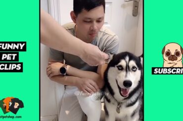 Funny Cute Animals: Tik Tok Pets #68