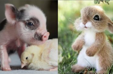 Funny Baby Animals Doing Funny Things 2019