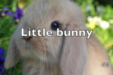 [No Copyright Music] 샛별 - Little bunny [ cute / piano / bgm ]