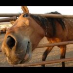 ULTIMATE funny HORSE compilation -  BEST of 2016 !