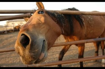 ULTIMATE funny HORSE compilation -  BEST of 2016 !