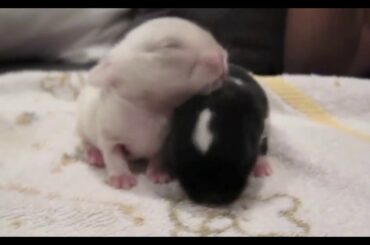 Cute and Beautiful New Birth Rabbits Videos/Animals Video