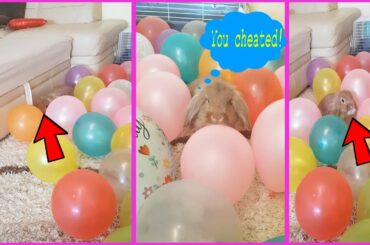 CUTE RABBIT PLAYS HIDE & SEEK IN THE MIDDLE OF BALOONS!