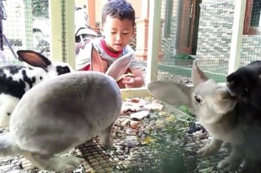 Kelinci anggora!!Agam bermain bersama kelinci ||Agam play with cute rabbits