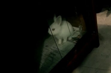 Beautiful Rabbit Cute Baby