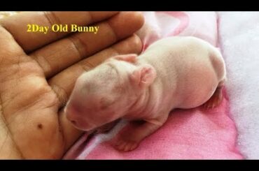 Cute Baby Rabbit Video Funny Turu 2018