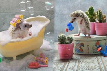 Cutest Animals Videos Compilation Cute Moment of the Animals - Baby Animals #2