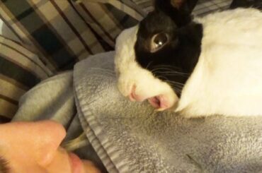 Sleeping rabbit dreaming!