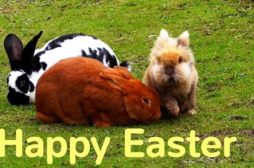 Cute Easter Bunnies wish Happy Easter