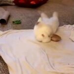 cute rabbit roll over bunny