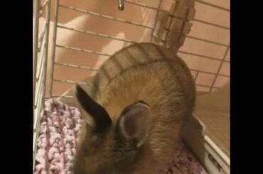 My Cute Rabbit