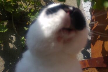 Cute rabbit eating vines、ぶどうの葉を食べる可愛いうさぎ動画【Belgium】