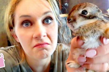 😔  ATTEMPTING BABY BUNNY RESCUE!