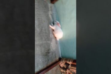 My Cute pet rabbit .....🤩😍😍😍