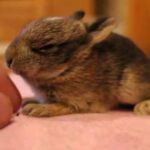 Wild baby bunny rabbit. another follow up vid, looks 100% better, it's so cute- 3-4 weeks old