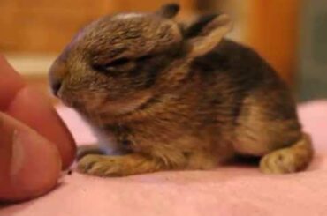 Wild baby bunny rabbit. another follow up vid, looks 100% better, it's so cute- 3-4 weeks old