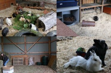 Guinea Pigs & Rabbits Settle In Their New Homes