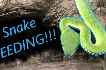 Feeding The Babies!!!