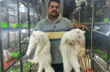Persian cat, rabbit framing, Budgis parrot, Love birds, mandi wala Mall chak kro Hsn Entertainment