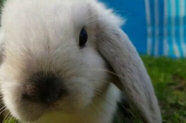 Bunny Litter | 🐰🐇🐾