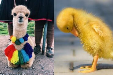 Cute baby animals Videos Compilation cutest moment of the animals - Soo Cute! #91