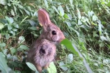 🐰Very cute baby bunny in the back yard eating grass🐰