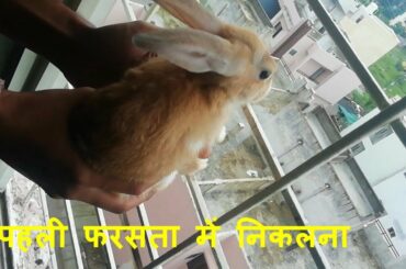 rabbit funny video cute rabbit videos पहली फरसता में निकलना