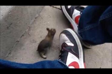 My new friend is a baby rabbit.