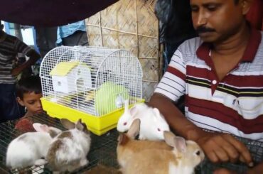 RABBIT HUMMESTER AND GINIPIG PRICE AT GALIFFSTREET PET MARKET KOLKATA HD