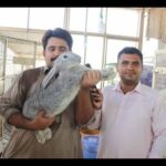 Angora Rabbit Farm Visit Rabbit Business Complete Knowledge in Urdu/Hindi.