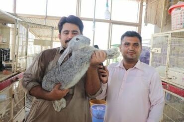 Angora Rabbit Farm Visit Rabbit Business Complete Knowledge in Urdu/Hindi.