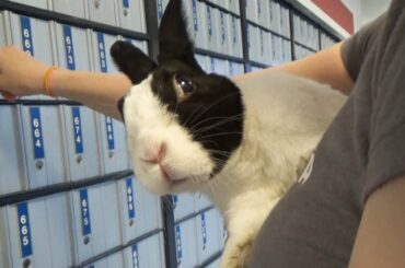 Rabbit goes to the post office!