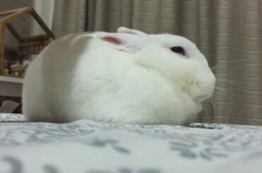 Cute rabbit hide her legs