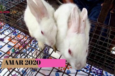RABBIT, HAMSTER SELLER GALIFF STREET PET MARKET KOLKATA INDIA | 1ST SEPTEMBER 2019 VISIT#