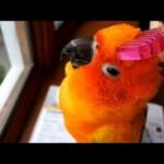 Cute Is Not Enough 🔴 Funny and Cute Parrots Videos Compilation #122