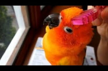 Cute Is Not Enough 🔴 Funny and Cute Parrots Videos Compilation #122