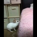 Cute rabbit jump !! Bunny jumping on bed 토끼 루비의 점프력