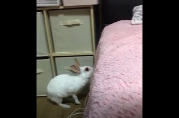 Cute rabbit jump !! Bunny jumping on bed 토끼 루비의 점프력