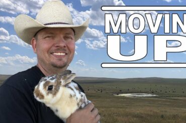 Bunnies Get a New Home