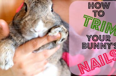 How to trim your bunny's nails