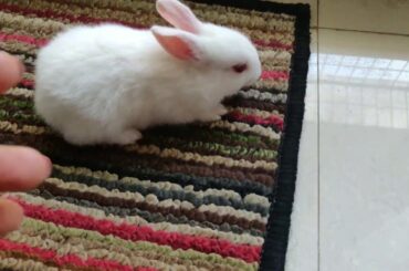 #1 Cute Baby Bunny | 1 Week Old Furry Munchkin Getting Pampered