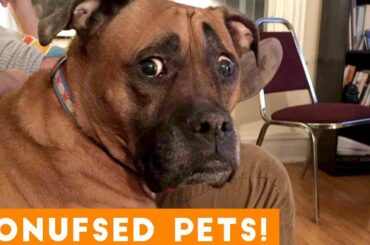 Funniest Confused Pets Compilation 2018 | Funny Pet Videos