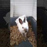 My cute rabbit