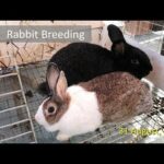 Rabbit Breeding