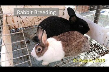 Rabbit Breeding