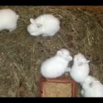 Baby Rabbits Part 2 - European giant rabbit and white new zealander